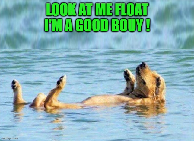 good bouy | LOOK AT ME FLOAT
I'M A GOOD BOUY ! | image tagged in puppy,bouy | made w/ Imgflip meme maker
