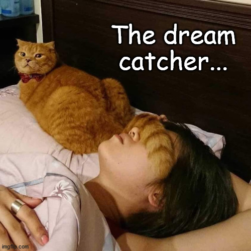 dream catcher | The dream
catcher... | image tagged in cat,cat tail,sleeping girl | made w/ Imgflip meme maker