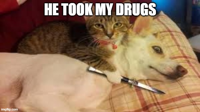 HE TOOK MY DRUGS | image tagged in cats | made w/ Imgflip meme maker