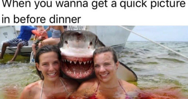 High Quality Shark Photo Blank Meme Template