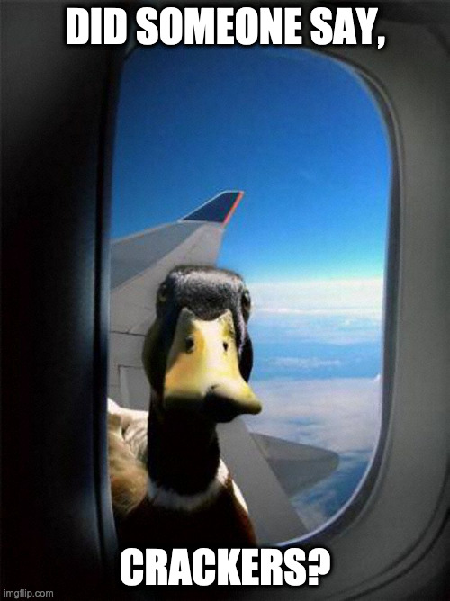 CRackers | DID SOMEONE SAY, CRACKERS? | image tagged in airplane duck,lordofmidgets,duck memes,funny,memes,upvotes | made w/ Imgflip meme maker