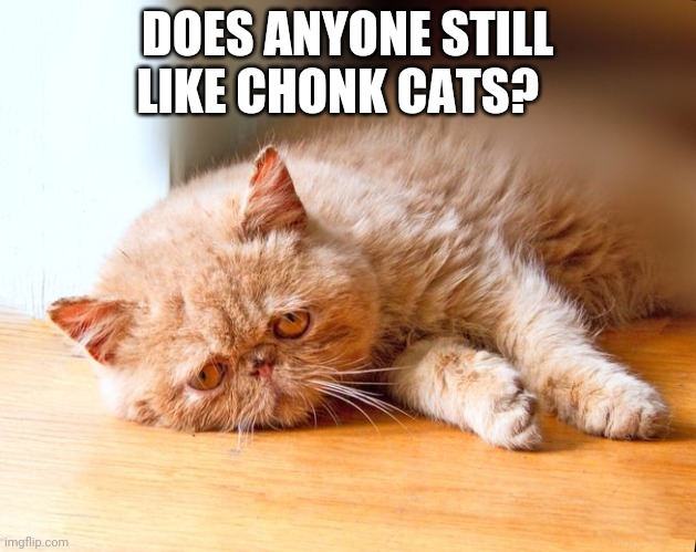Depressed cat | DOES ANYONE STILL LIKE CHONK CATS? | image tagged in depressed cat | made w/ Imgflip meme maker