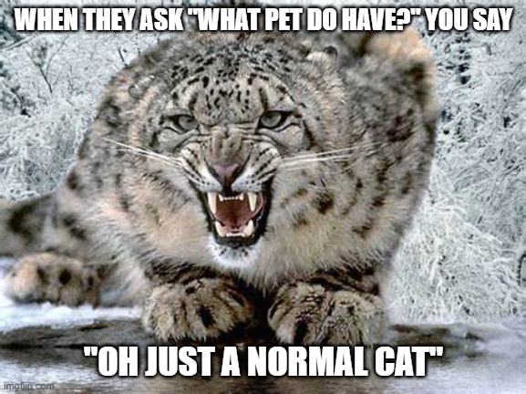 Just A Normal House Hold Cat | WHEN THEY ASK "WHAT PET DO HAVE?" YOU SAY; "OH JUST A NORMAL CAT" | image tagged in cats,wild cat,normal | made w/ Imgflip meme maker
