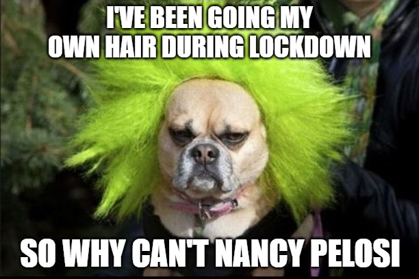 It's all about the hair | I'VE BEEN GOING MY
OWN HAIR DURING LOCKDOWN; SO WHY CAN'T NANCY PELOSI | image tagged in hair,memes,funny,dogs,2020,fun | made w/ Imgflip meme maker