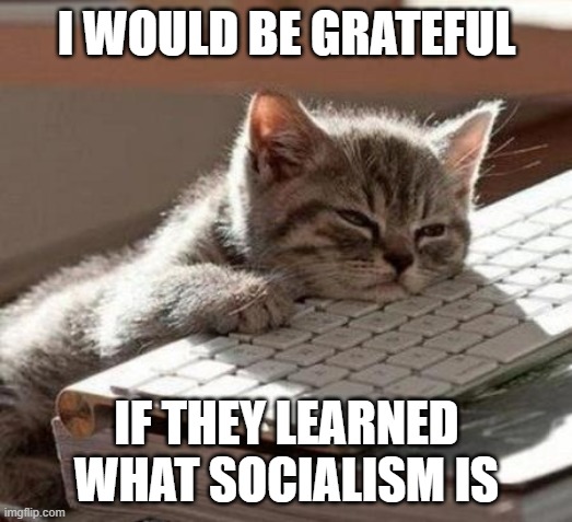 tired cat | I WOULD BE GRATEFUL IF THEY LEARNED WHAT SOCIALISM IS | image tagged in tired cat | made w/ Imgflip meme maker