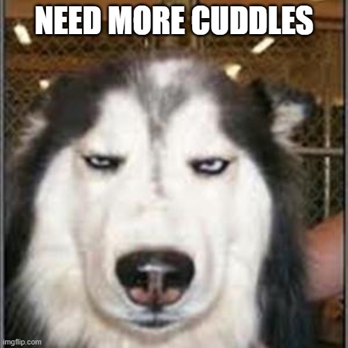 original pissed off husky | NEED MORE CUDDLES | image tagged in original pissed off husky | made w/ Imgflip meme maker