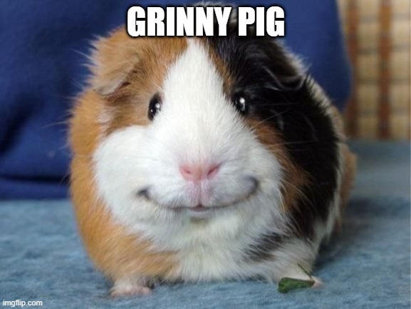 GRINNY PIG | image tagged in pig | made w/ Imgflip meme maker