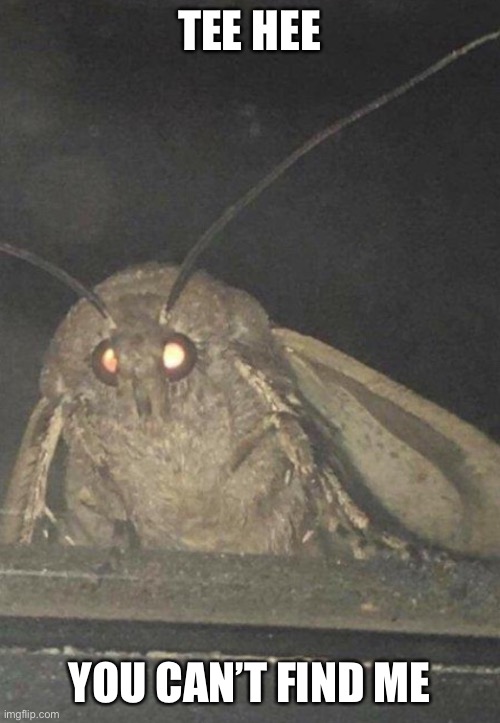 Moth | TEE HEE YOU CAN’T FIND ME | image tagged in moth | made w/ Imgflip meme maker