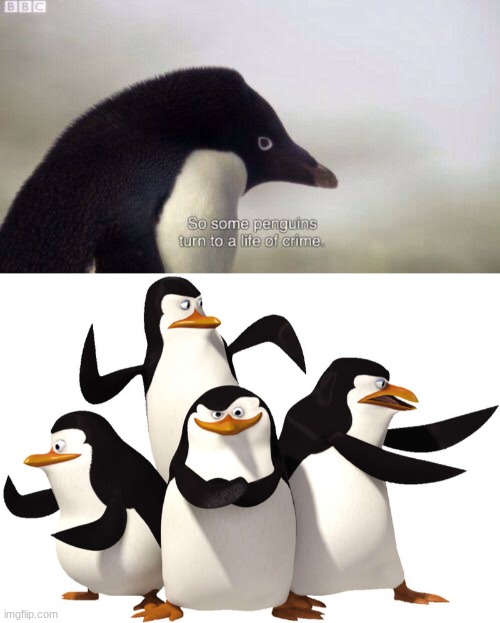 Penguin Thug Life | ! | image tagged in penguin,madagascar penguin,penguins of madagascar | made w/ Imgflip meme maker