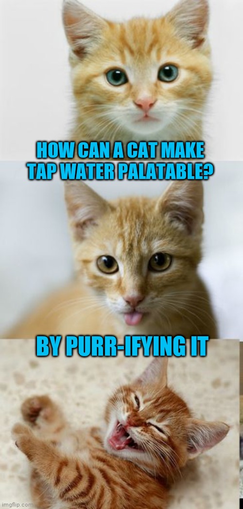 Bad Pun Cat | HOW CAN A CAT MAKE TAP WATER PALATABLE? BY PURR-IFYING IT | image tagged in bad pun cat | made w/ Imgflip meme maker