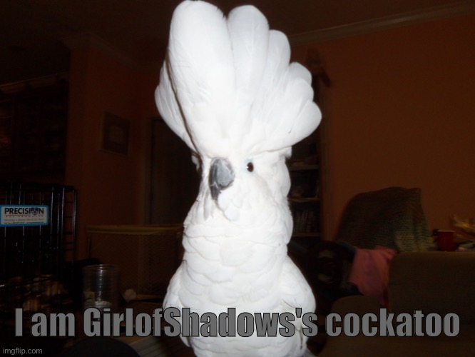 Yep, im her pet cockatoo | I am GirlofShadows's cockatoo | image tagged in cockatoo | made w/ Imgflip meme maker