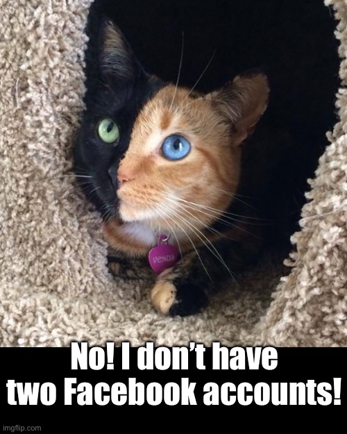 Two Faces | No! I don’t have two Facebook accounts! | image tagged in funny cat memes | made w/ Imgflip meme maker