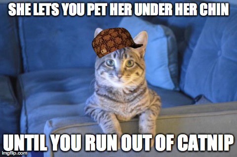 SHE LETS YOU PET HER UNDER HER CHIN UNTIL YOU RUN OUT OF CATNIP | image tagged in haiku kitten blue | made w/ Imgflip meme maker