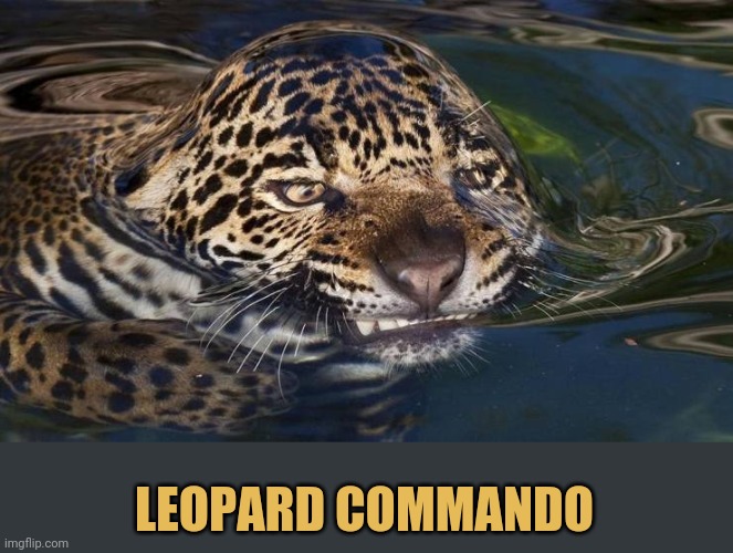 Stealthy | LEOPARD COMMANDO | image tagged in meme,leopard | made w/ Imgflip meme maker
