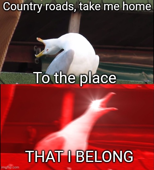 WEST VIRGINIA | Country roads, take me home; To the place; THAT I BELONG | image tagged in screaming bird,memes,country music | made w/ Imgflip meme maker