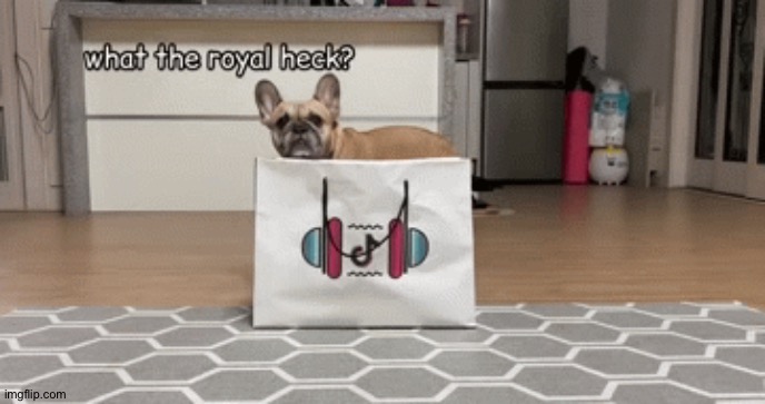 The dog knows what's up | image tagged in no,tik tok | made w/ Imgflip meme maker