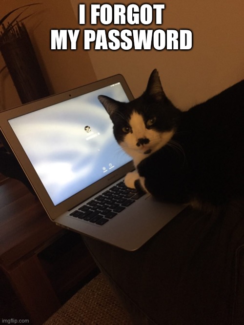 :( | I FORGOT MY PASSWORD | image tagged in cat forgot password | made w/ Imgflip meme maker