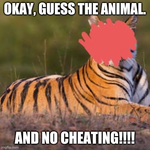 turrger | OKAY, GUESS THE ANIMAL. AND NO CHEATING!!!! | image tagged in animals,guess what | made w/ Imgflip meme maker