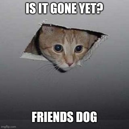 Ceiling Cat | IS IT GONE YET? FRIENDS DOG | image tagged in memes,ceiling cat | made w/ Imgflip meme maker