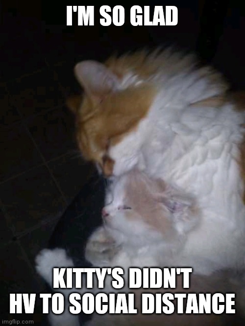 Zeus | I'M SO GLAD; KITTY'S DIDN'T HV TO SOCIAL DISTANCE | image tagged in zeus | made w/ Imgflip meme maker