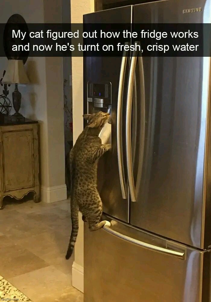 Cat knows how to use the fridge | image tagged in cats,funny cats,funny cat memes,cat memes | made w/ Imgflip meme maker