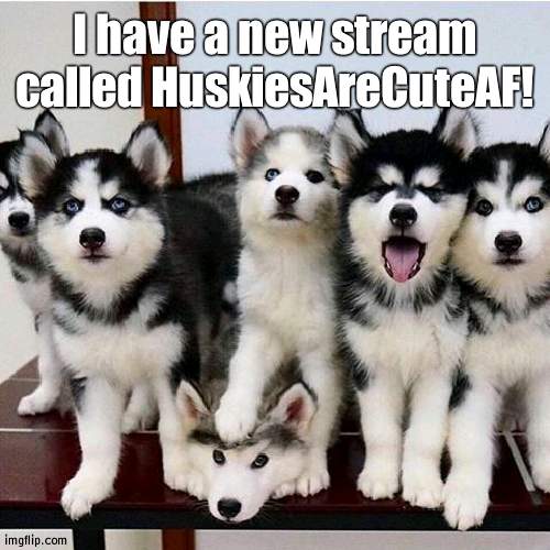 HuskiesAreCuteAF | I have a new stream called HuskiesAreCuteAF! | image tagged in husky puppies | made w/ Imgflip meme maker