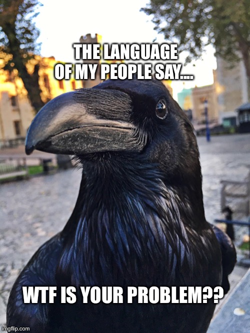 WTF? | THE LANGUAGE OF MY PEOPLE SAY.... WTF IS YOUR PROBLEM?? | image tagged in crow,raven,what,wtf,he is speaking the language of the gods,language | made w/ Imgflip meme maker