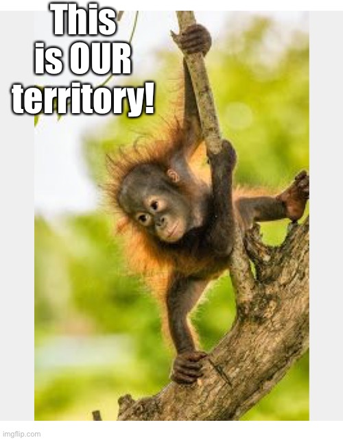 This is OUR territory! | made w/ Imgflip meme maker