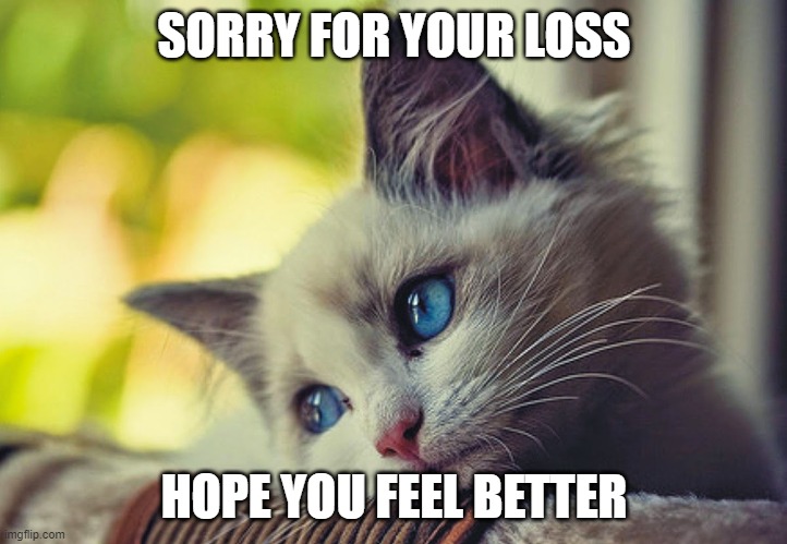sorry cat | SORRY FOR YOUR LOSS HOPE YOU FEEL BETTER | image tagged in sorry cat | made w/ Imgflip meme maker