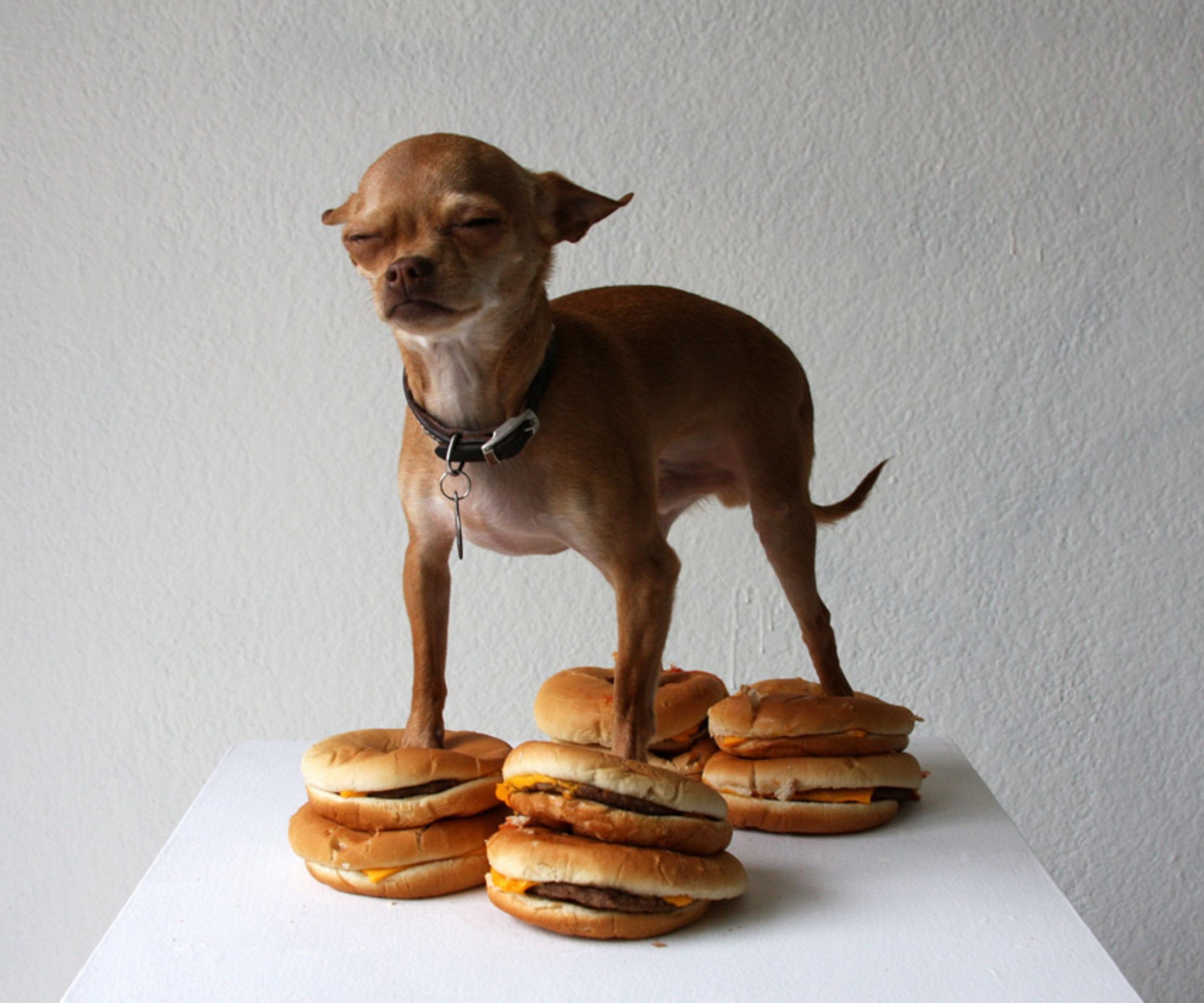 High Quality Chihuahua burger stand Blank Meme Template