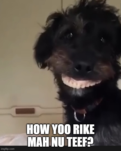 smiley dog | HOW YOO RIKE MAH NU TEEF? | image tagged in smiley dog,dentures,new teeth | made w/ Imgflip meme maker
