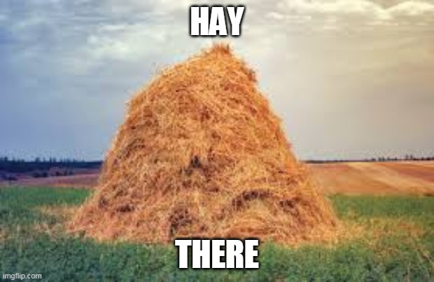 Hay There | HAY; THERE | image tagged in hay | made w/ Imgflip meme maker