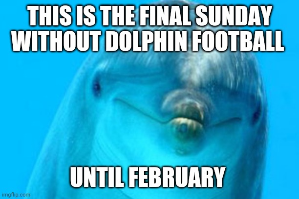 Dolphin  | THIS IS THE FINAL SUNDAY WITHOUT DOLPHIN FOOTBALL; UNTIL FEBRUARY | image tagged in dolphin,miami dolphins,nfl,nfl memes | made w/ Imgflip meme maker