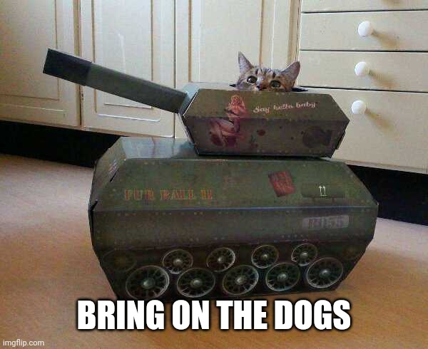 CATS VS DOGS | BRING ON THE DOGS | image tagged in cats,funny cats | made w/ Imgflip meme maker