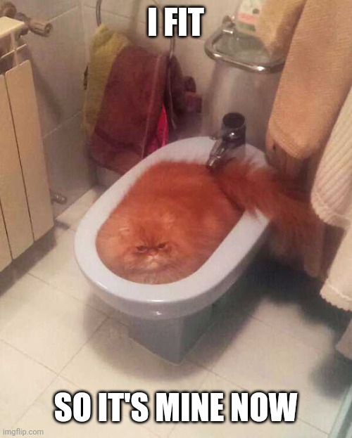 KITTY CLAIMS IT | I FIT; SO IT'S MINE NOW | image tagged in cats,funny cats | made w/ Imgflip meme maker