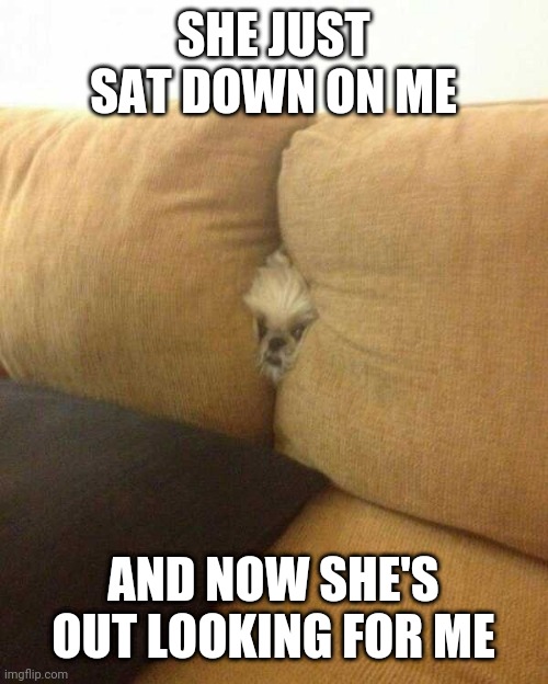 POOR DOG | SHE JUST SAT DOWN ON ME; AND NOW SHE'S OUT LOOKING FOR ME | image tagged in dogs | made w/ Imgflip meme maker