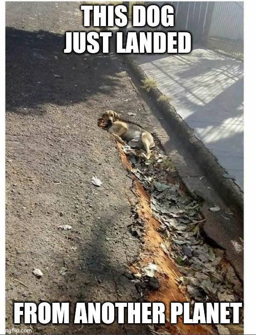 HE'S AN ALIEN | THIS DOG JUST LANDED; FROM ANOTHER PLANET | image tagged in dogs,dog,alien | made w/ Imgflip meme maker