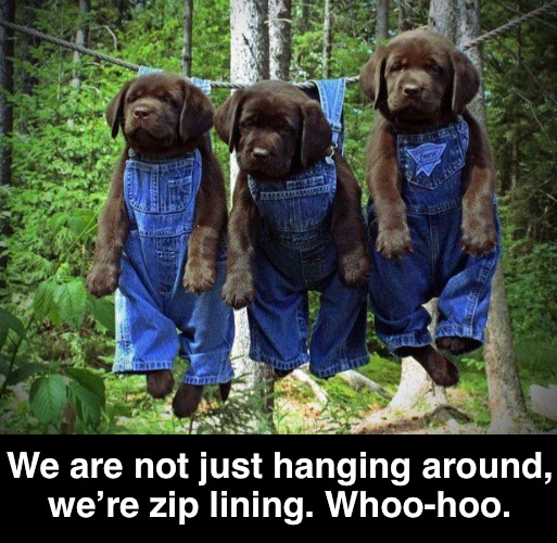 Good Times | We are not just hanging around,
we’re zip lining. Whoo-hoo. | image tagged in funny memes,hanging out | made w/ Imgflip meme maker