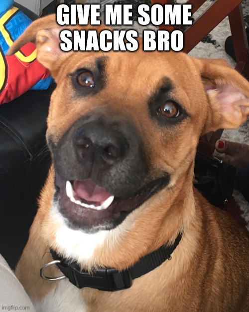 Snacks Bro | GIVE ME SOME SNACKS BRO | image tagged in dog | made w/ Imgflip meme maker