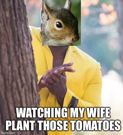 Every. Single. Year. | WATCHING MY WIFE PLANT THOSE TOMATOES | image tagged in black guy hiding behind tree,squirrels,tomatoes | made w/ Imgflip meme maker