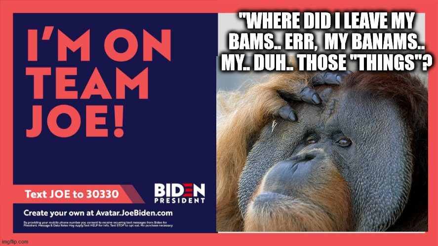 Forgetful Apes for BIDEN | "WHERE DID I LEAVE MY BAMS.. ERR,  MY BANAMS.. MY.. DUH.. THOSE "THINGS"? | image tagged in i'm on team joe biden,apes,biden | made w/ Imgflip meme maker