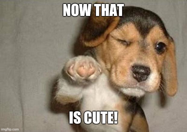 Pointing puppy | NOW THAT IS CUTE! | image tagged in pointing puppy | made w/ Imgflip meme maker