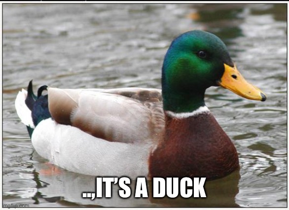 Actual Advice Mallard Meme | ..,IT’S A DUCK | image tagged in memes,actual advice mallard | made w/ Imgflip meme maker