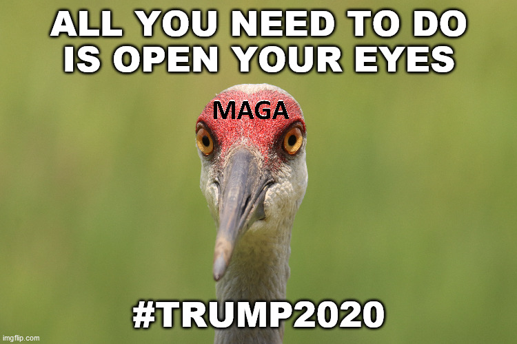Trump 2020 Just Open Your Eyes | ALL YOU NEED TO DO
IS OPEN YOUR EYES; #TRUMP2020 | image tagged in trump,maga,president,donald trump,biden,joe biden | made w/ Imgflip meme maker