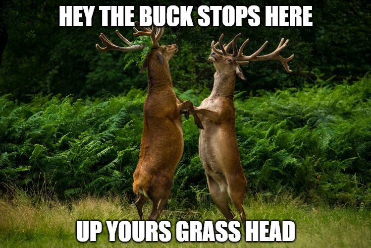 Bucking the buck | HEY THE BUCK STOPS HERE; UP YOURS GRASS HEAD | image tagged in deer,meme,fun,funny,2020 | made w/ Imgflip meme maker