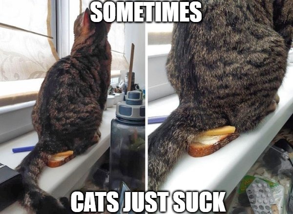 Seriously? | SOMETIMES; CATS JUST SUCK | image tagged in cats,toast,memes,fun,funny,2020 | made w/ Imgflip meme maker