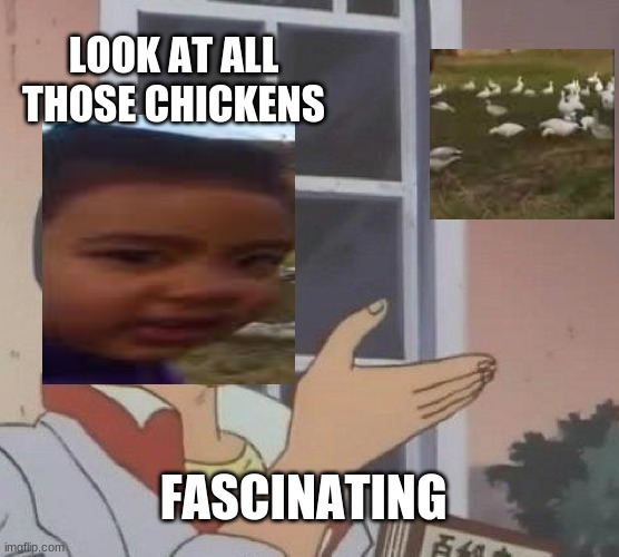 Is This A Pigeon Meme | LOOK AT ALL THOSE CHICKENS; FASCINATING | image tagged in memes,is this a pigeon | made w/ Imgflip meme maker