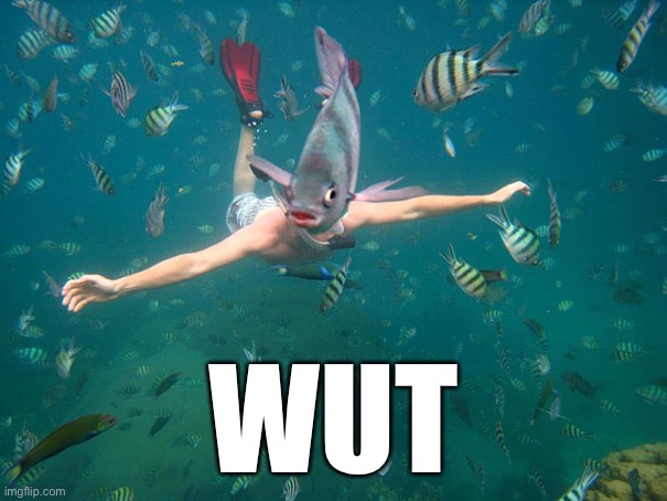 Fish face | WUT | image tagged in fish face | made w/ Imgflip meme maker
