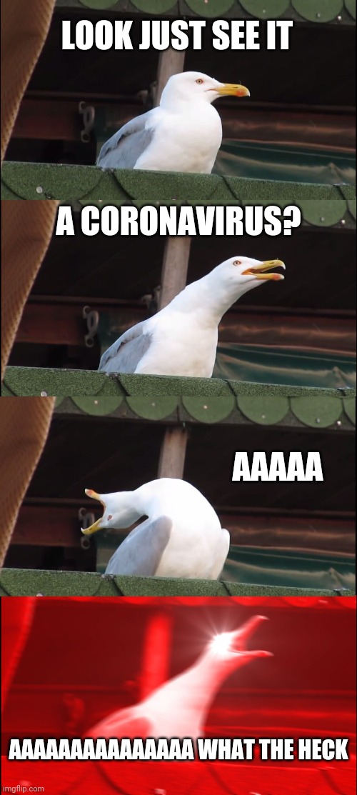 Coronavirus | LOOK JUST SEE IT; A CORONAVIRUS? AAAAA; AAAAAAAAAAAAAAA WHAT THE HECK | image tagged in memes,inhaling seagull | made w/ Imgflip meme maker