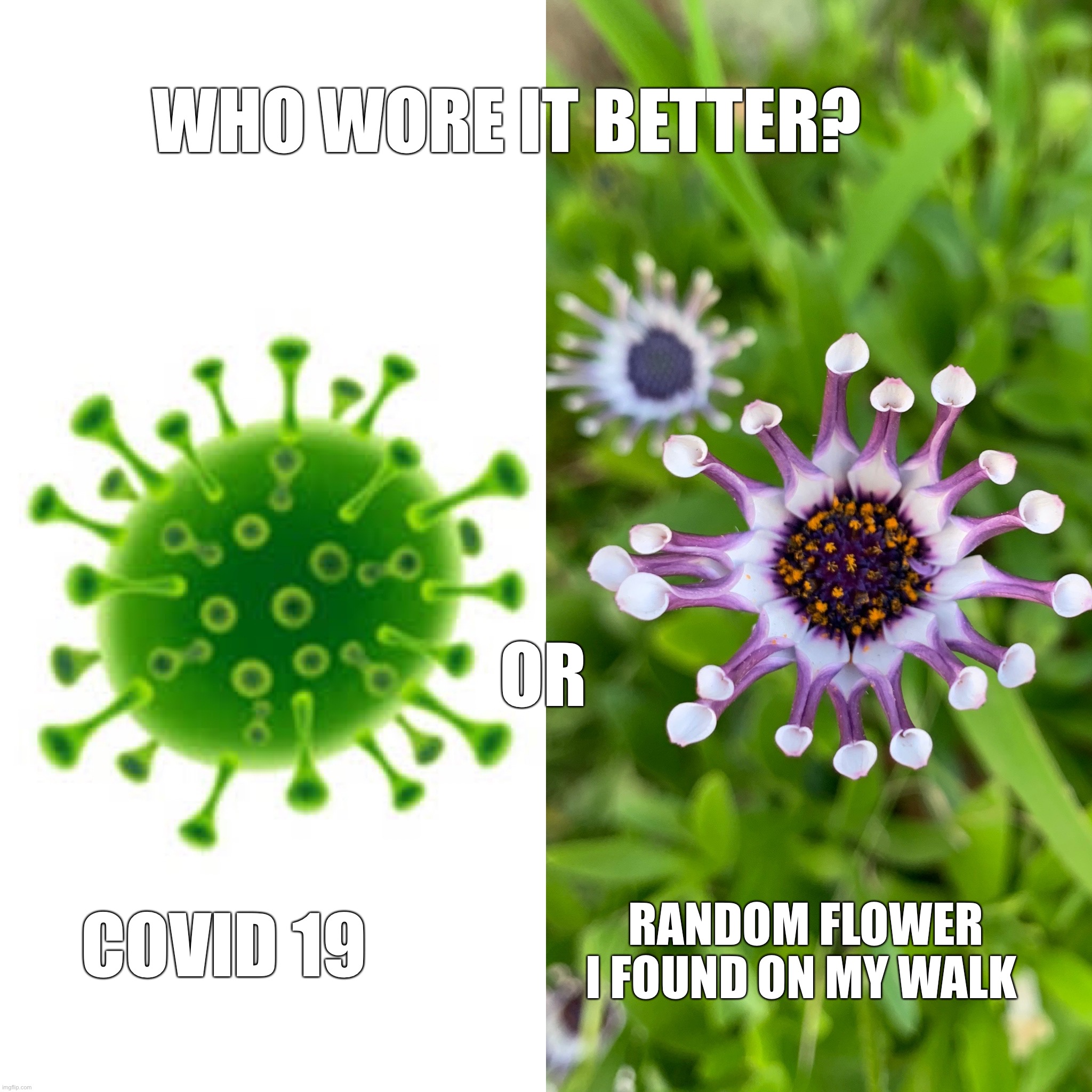 Who wore it better, Covid edition | WHO WORE IT BETTER? OR; RANDOM FLOWER I FOUND ON MY WALK; COVID 19 | image tagged in covid-19,covid,coronavirus,covid19 | made w/ Imgflip meme maker